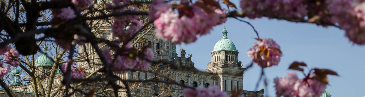  Parliament Building through cherry blossoms.