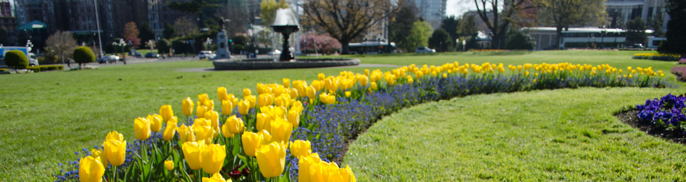  Flower bed with yellow tulips.